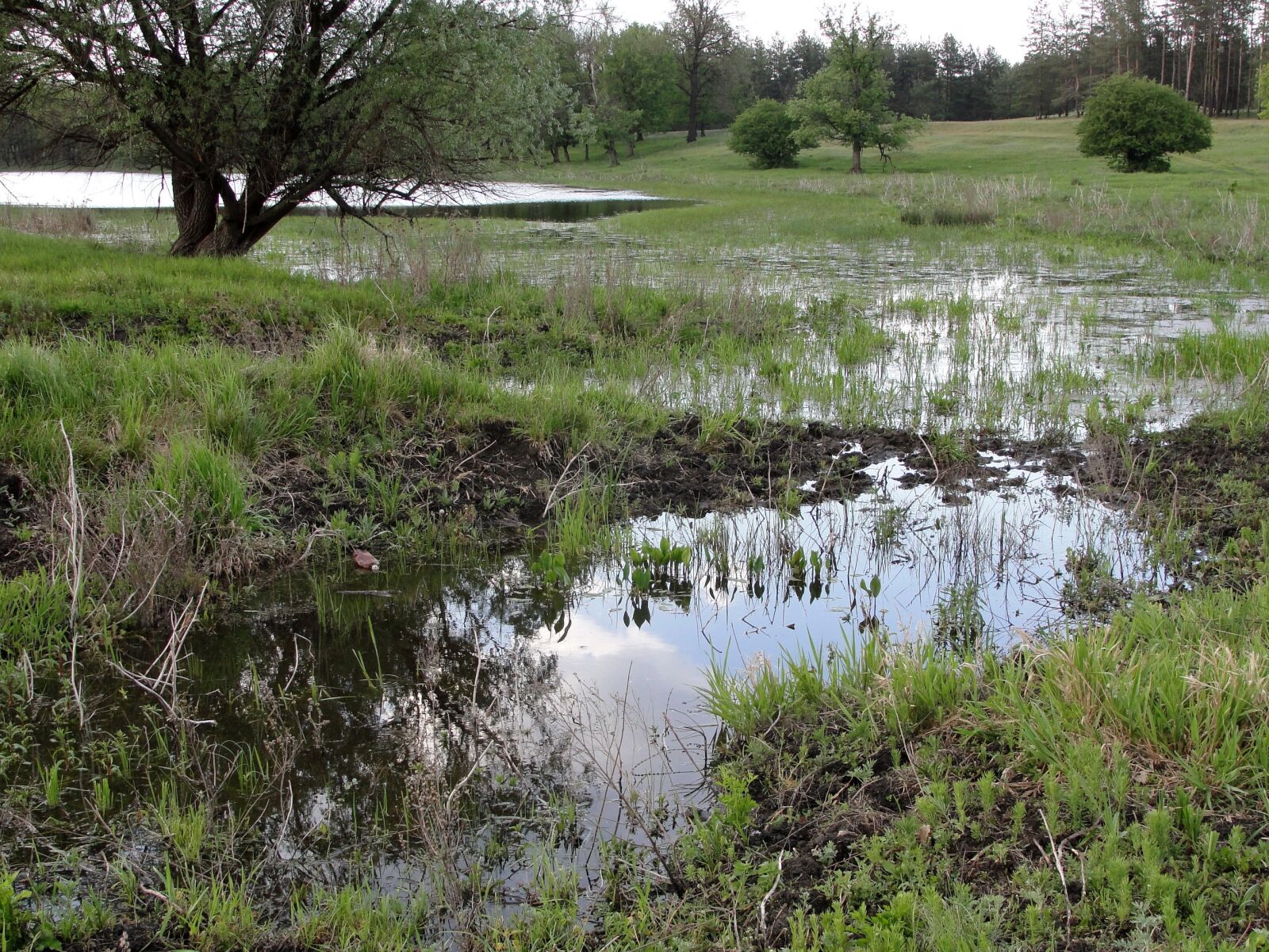 Sony Cyber-shot DSC-H20 sample photo. Lake, meadow, nature photography