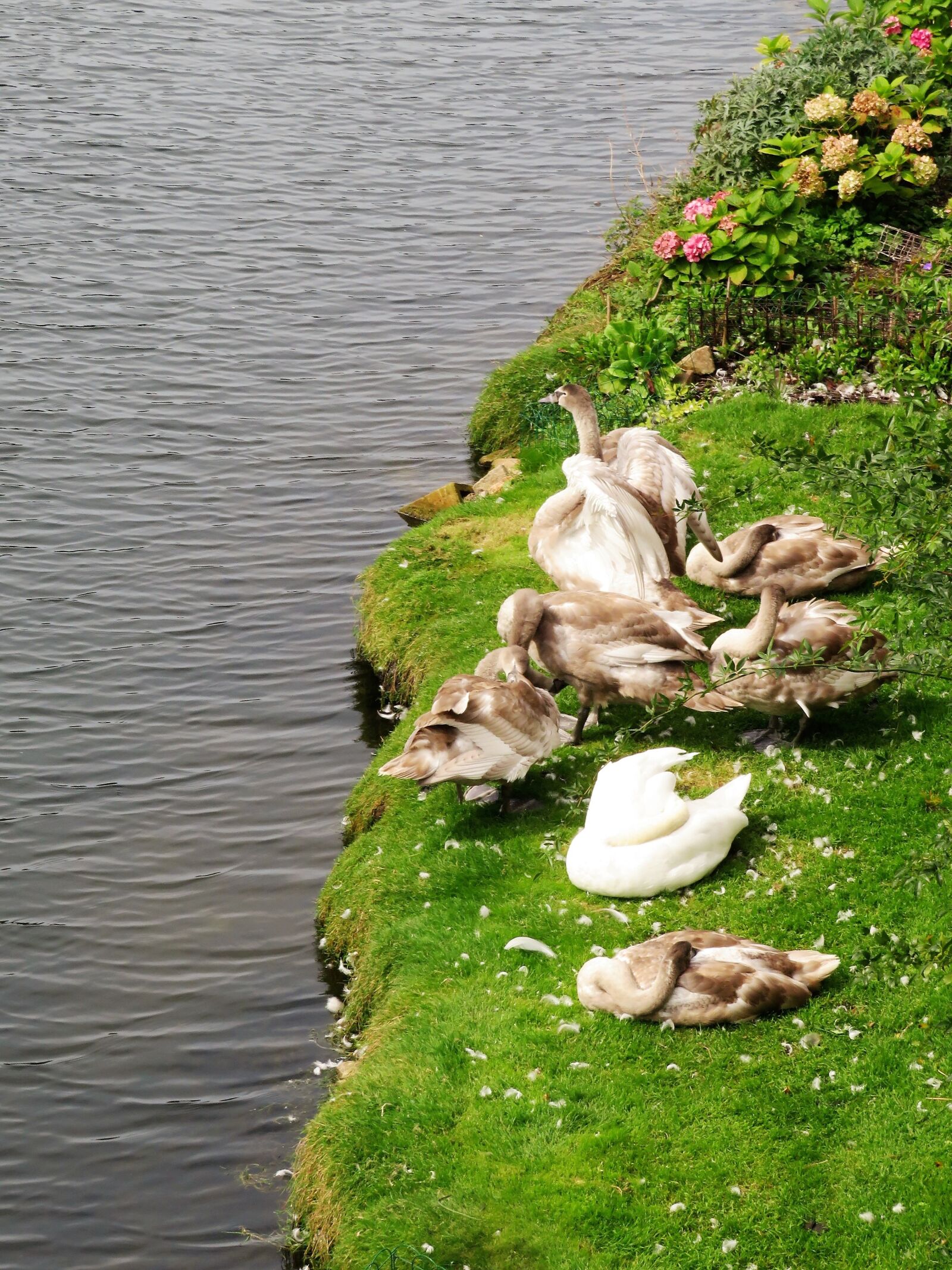 Canon PowerShot SX540 HS sample photo. Swan, cygnets, river photography