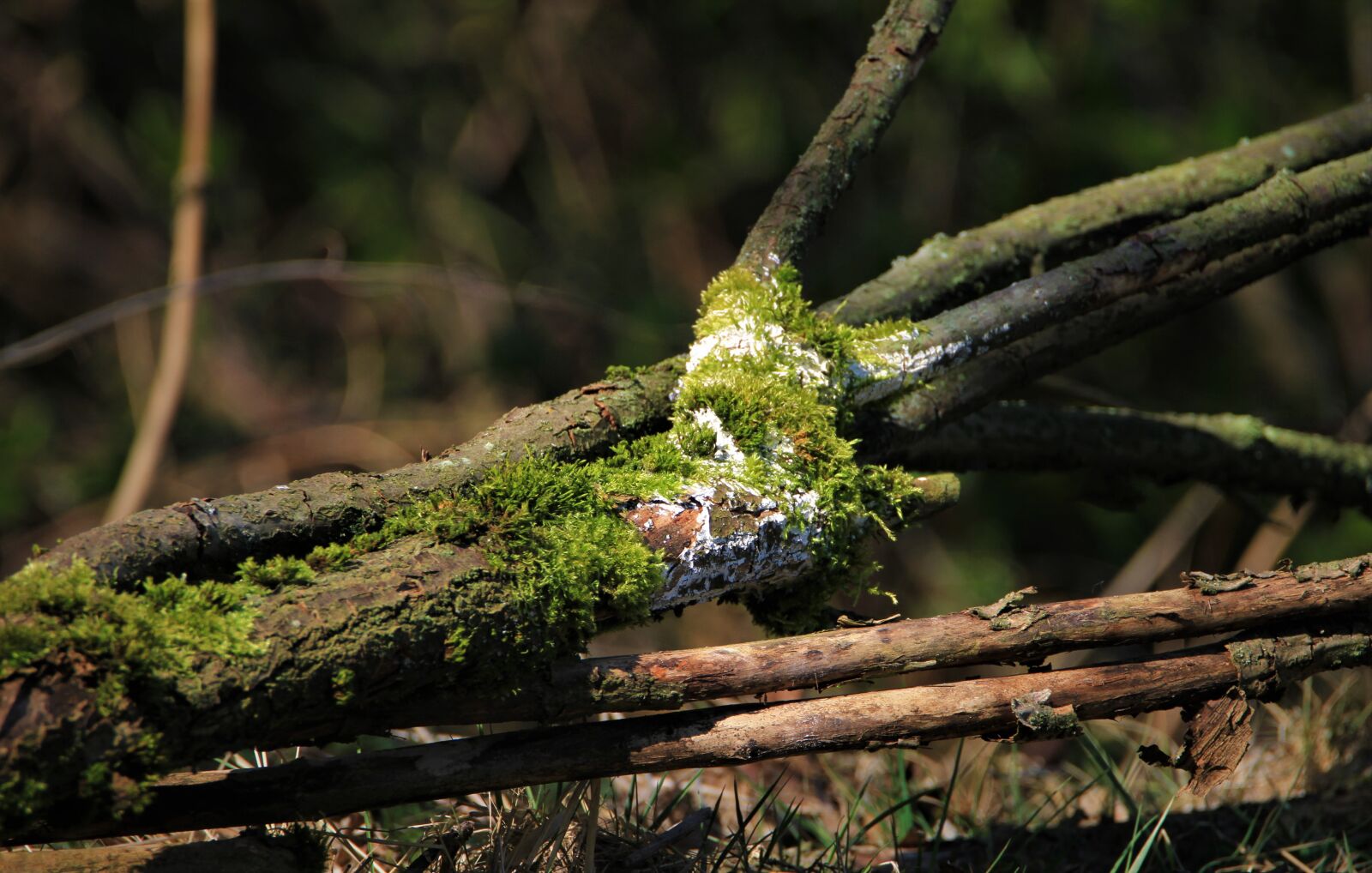 Canon EOS 7D sample photo. Tree, log, moss photography