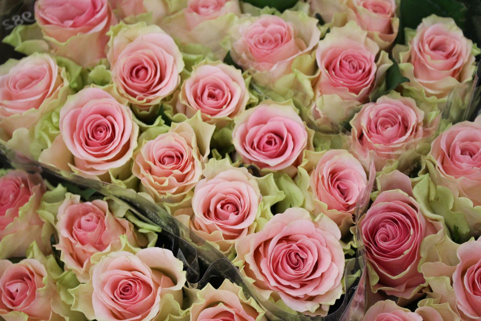 Canon EOS 700D (EOS Rebel T5i / EOS Kiss X7i) sample photo. Rose, pink, spring photography