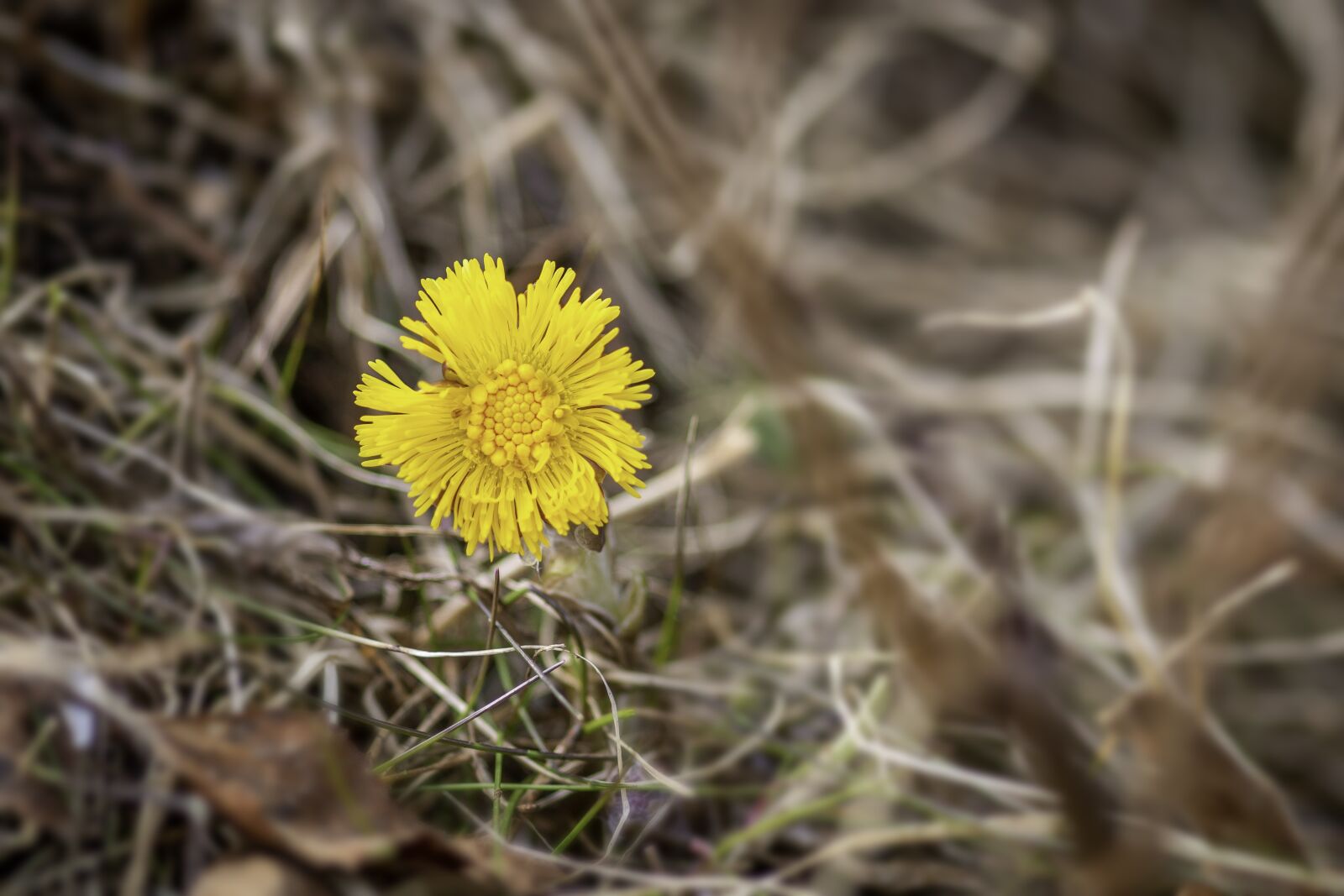 Canon EOS 70D sample photo. Coltsfoot, spring, flower photography