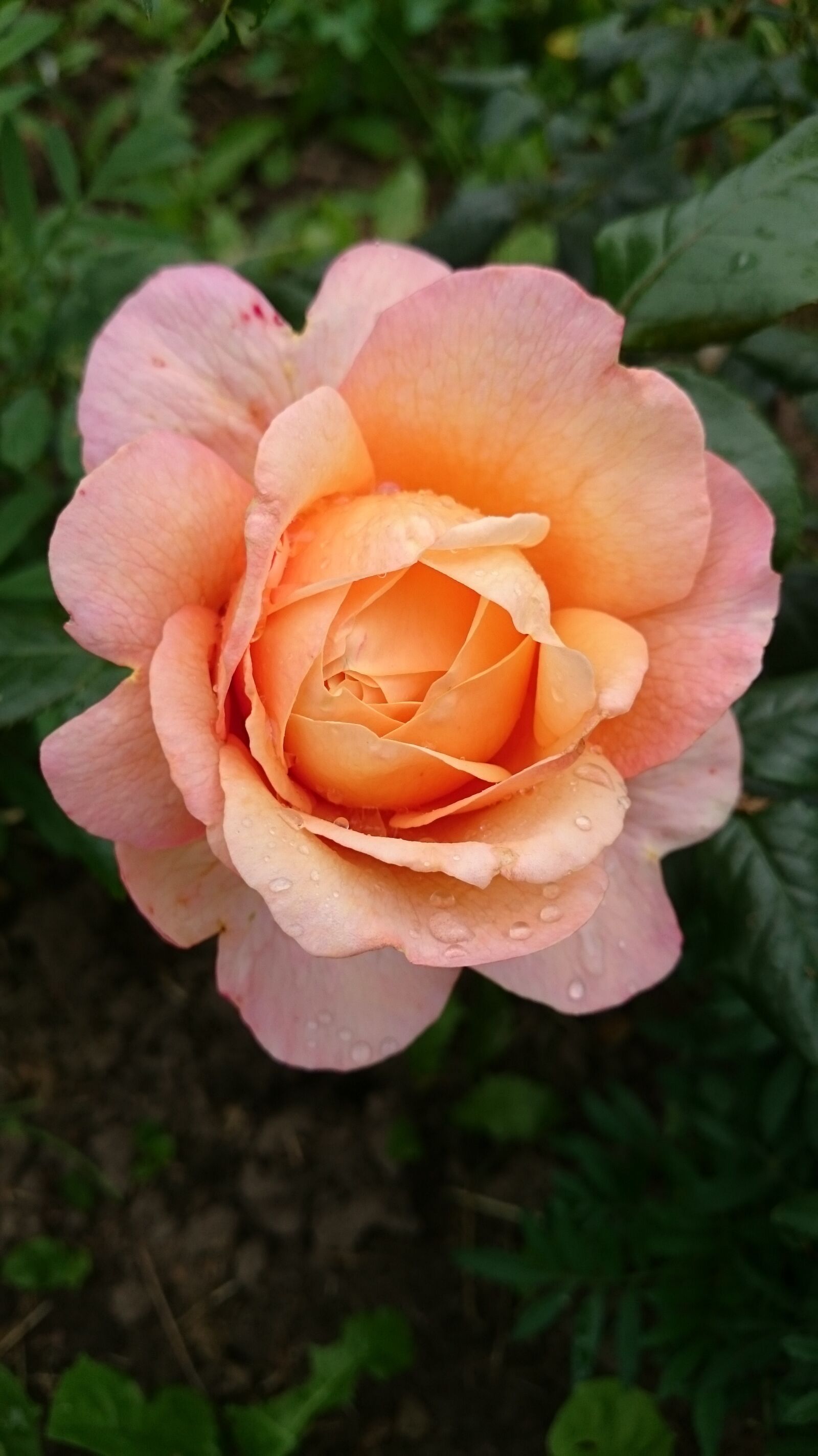 Sony Xperia Z1 sample photo. Flowers, rose, delicate flowers photography