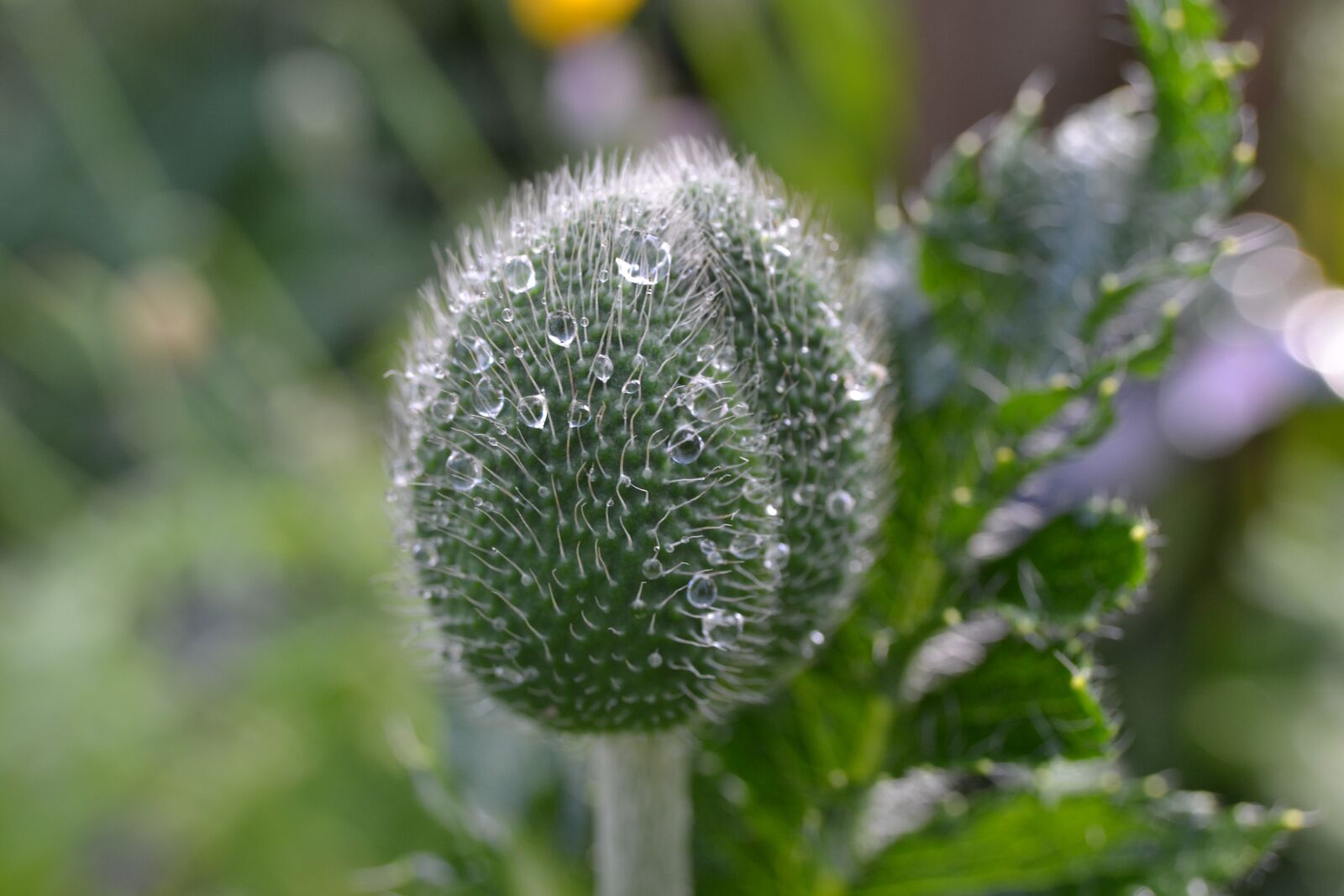Nikon D3100 sample photo. Poppy, head, flower photography