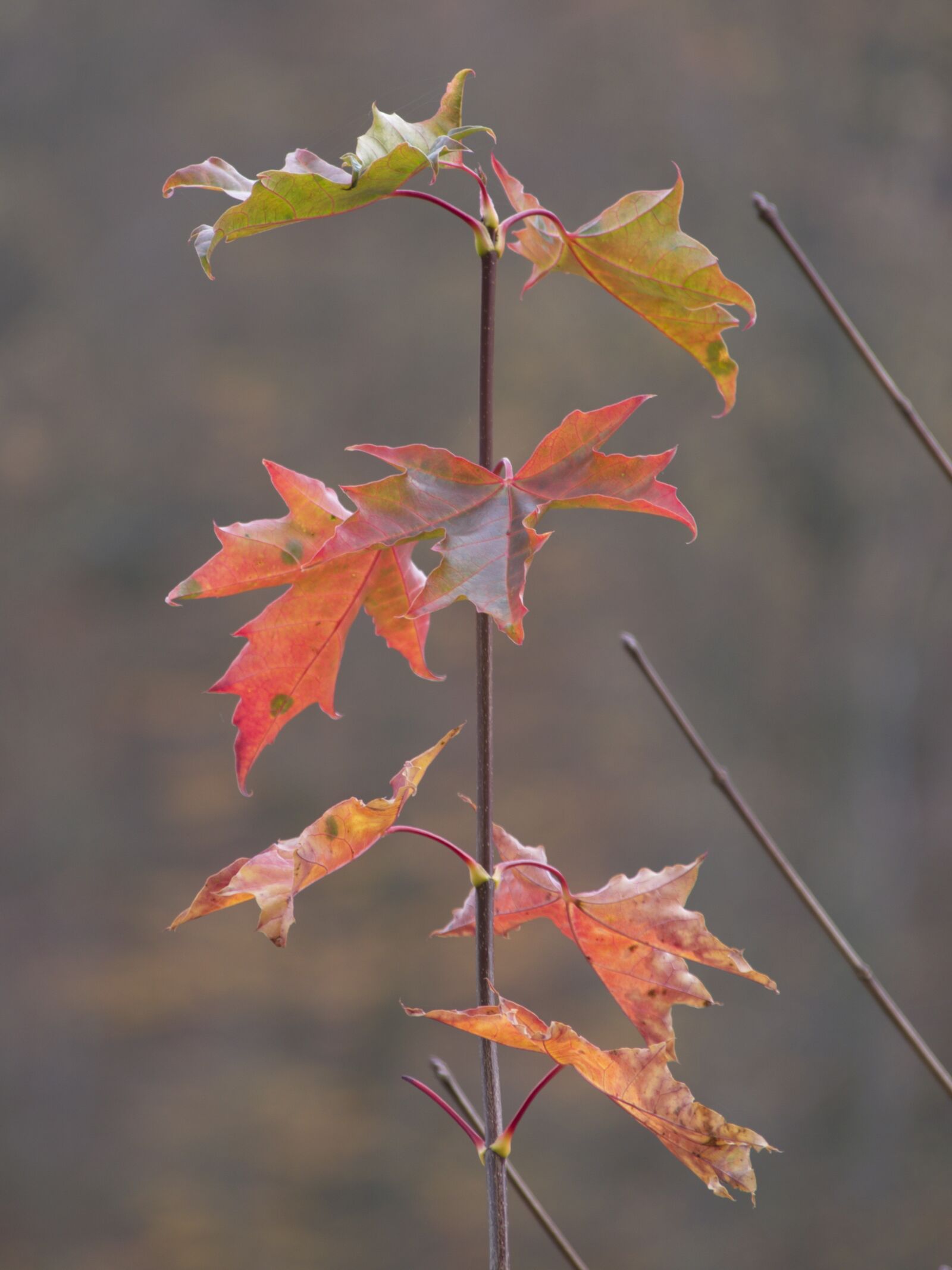Nikon D5300 sample photo. Autumn, leaves, nature photography
