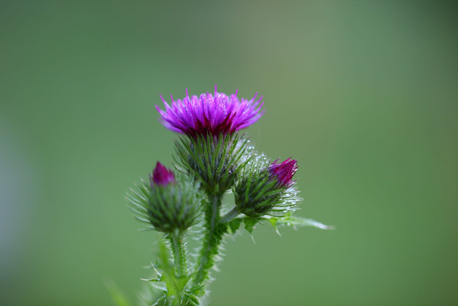Canon EOS 5D Mark II sample photo. Nature, plants, flowers photography