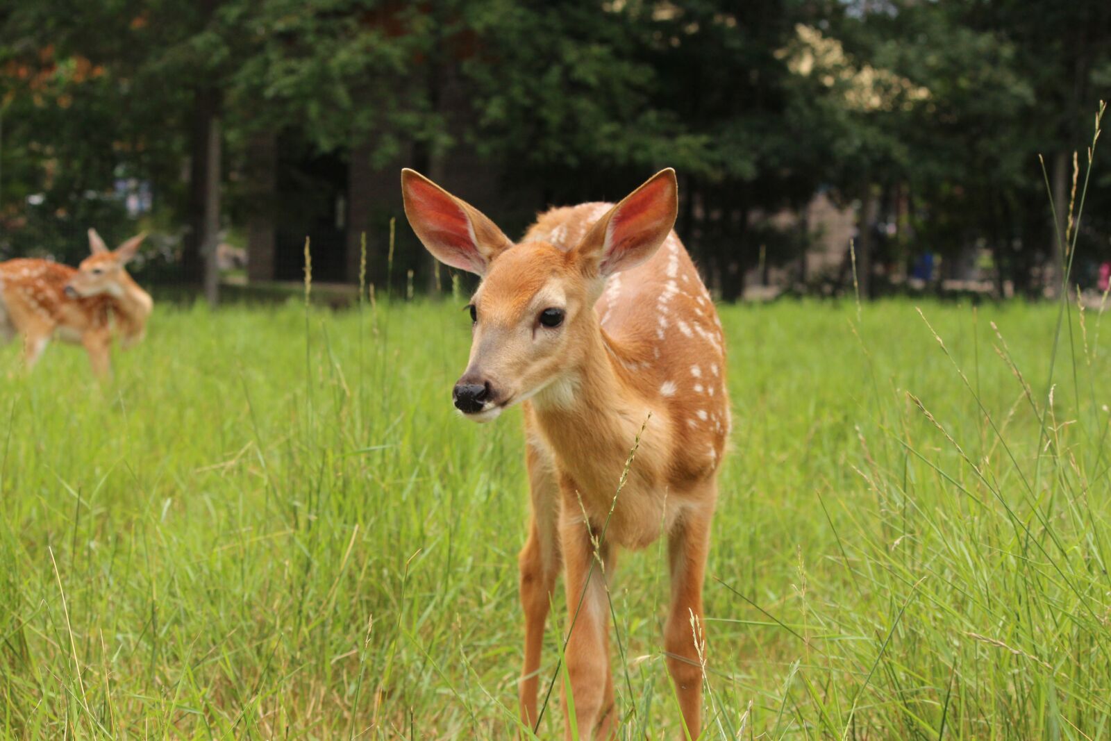 Canon EOS 650D (EOS Rebel T4i / EOS Kiss X6i) sample photo. Fawn, whitetail deer, deer photography