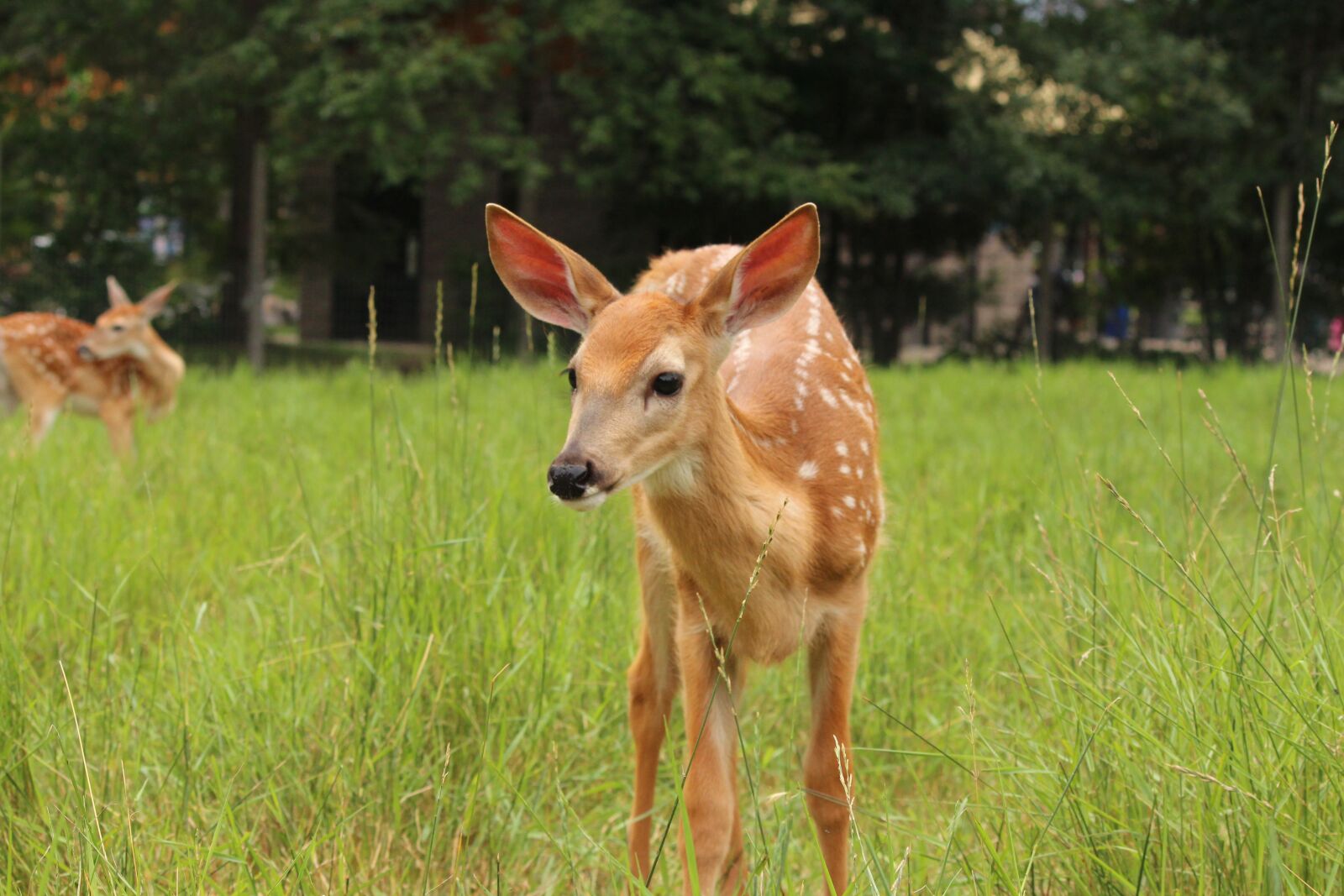 Canon EOS 650D (EOS Rebel T4i / EOS Kiss X6i) + Canon EF-S 55-250mm F4-5.6 IS II sample photo. Fawn, whitetail deer, deer photography