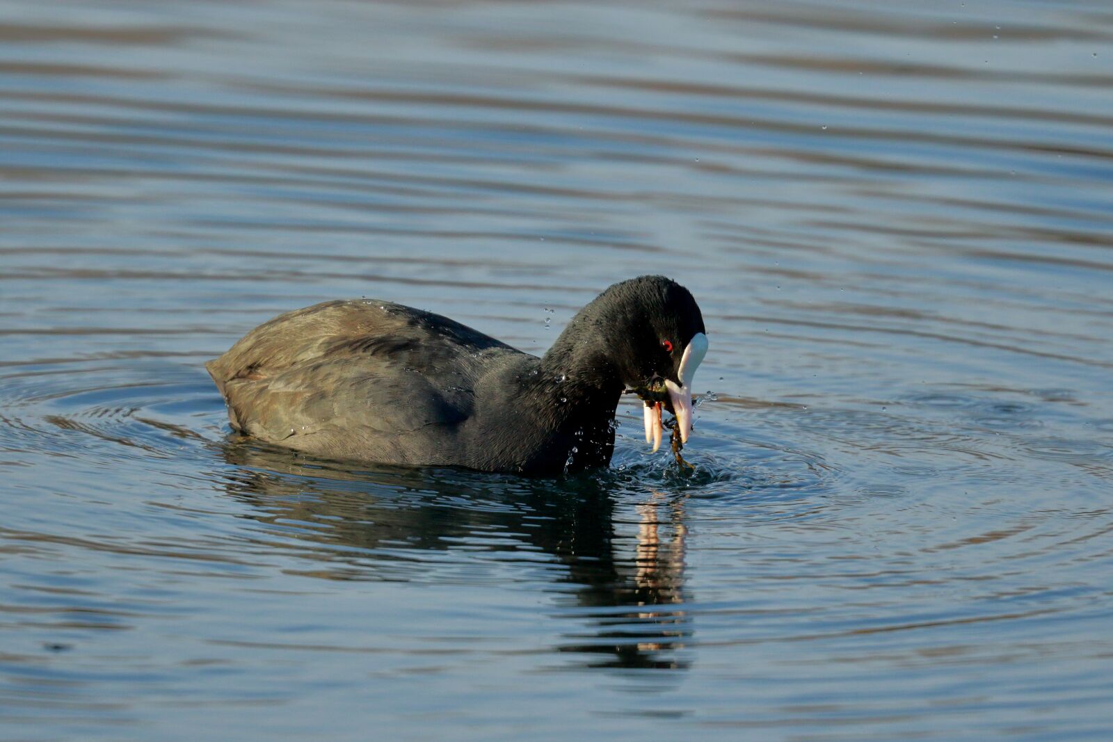 Canon EOS 7D Mark II sample photo. Bird, nero, water photography