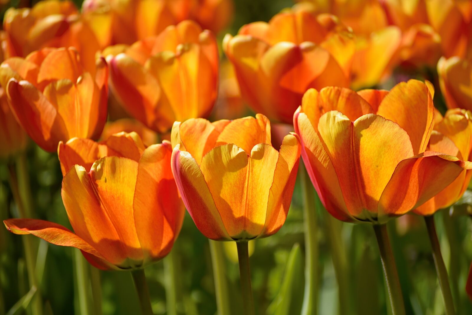 Nikon D5500 sample photo. Tulips, orange, flower photography