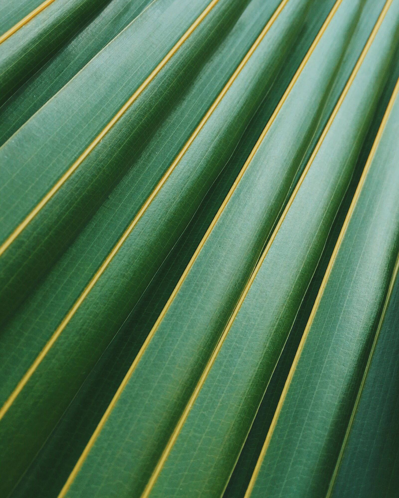 Apple iPhone 6 sample photo. Summer, pattern, texture, plant photography