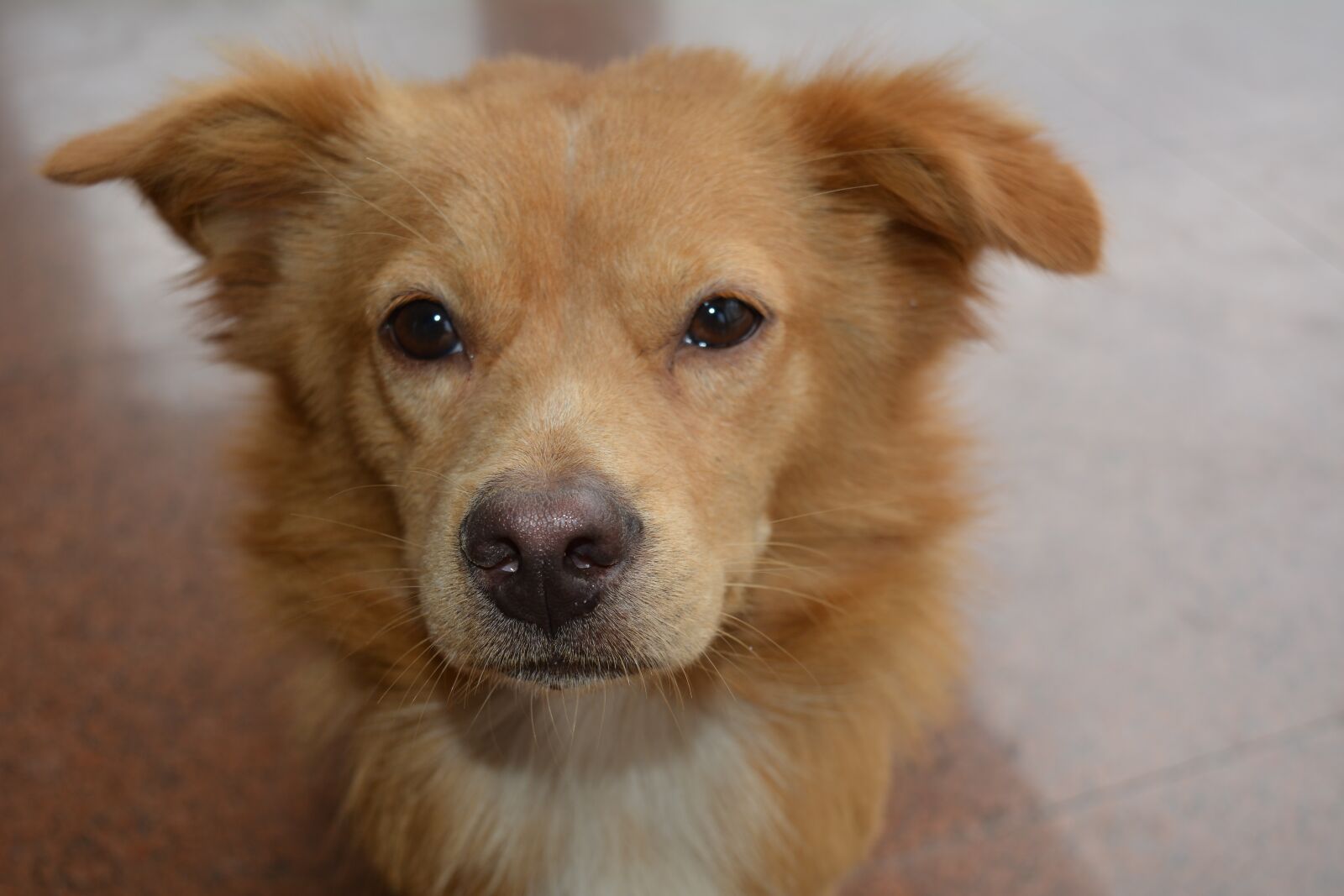 Nikon D5200 sample photo. Pets, animal photography