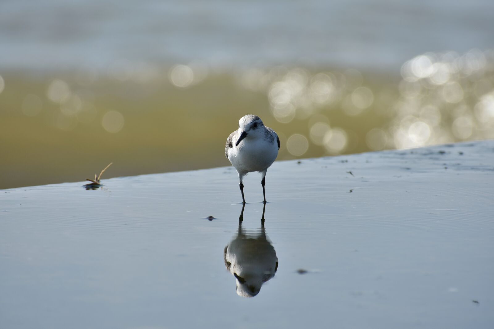 Nikon D7200 sample photo. Animal, sea, beach photography