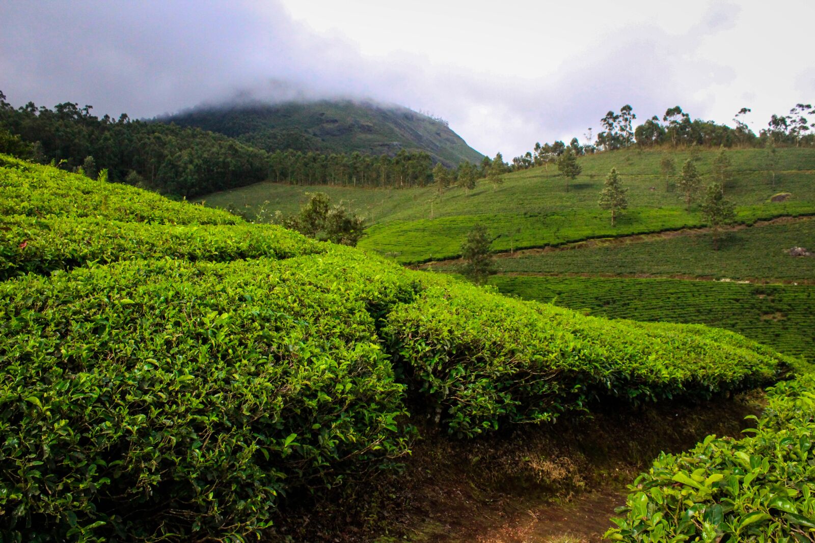 Canon EOS 1300D (EOS Rebel T6 / EOS Kiss X80) sample photo. Munnar, india, kerala photography