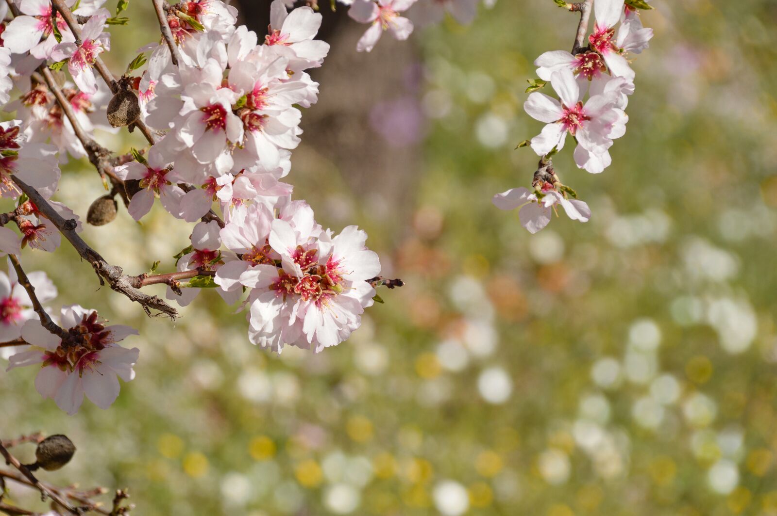 Nikon D3200 sample photo. Trees, almond, bloom photography