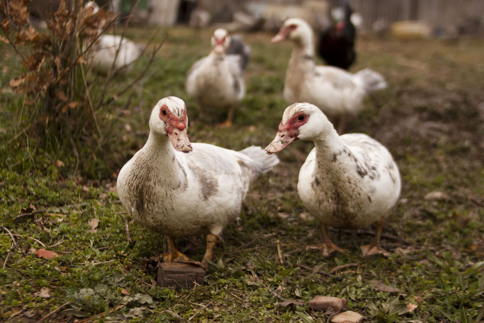 Canon EOS 500D (EOS Rebel T1i / EOS Kiss X3) sample photo. Birds, animals, farm photography