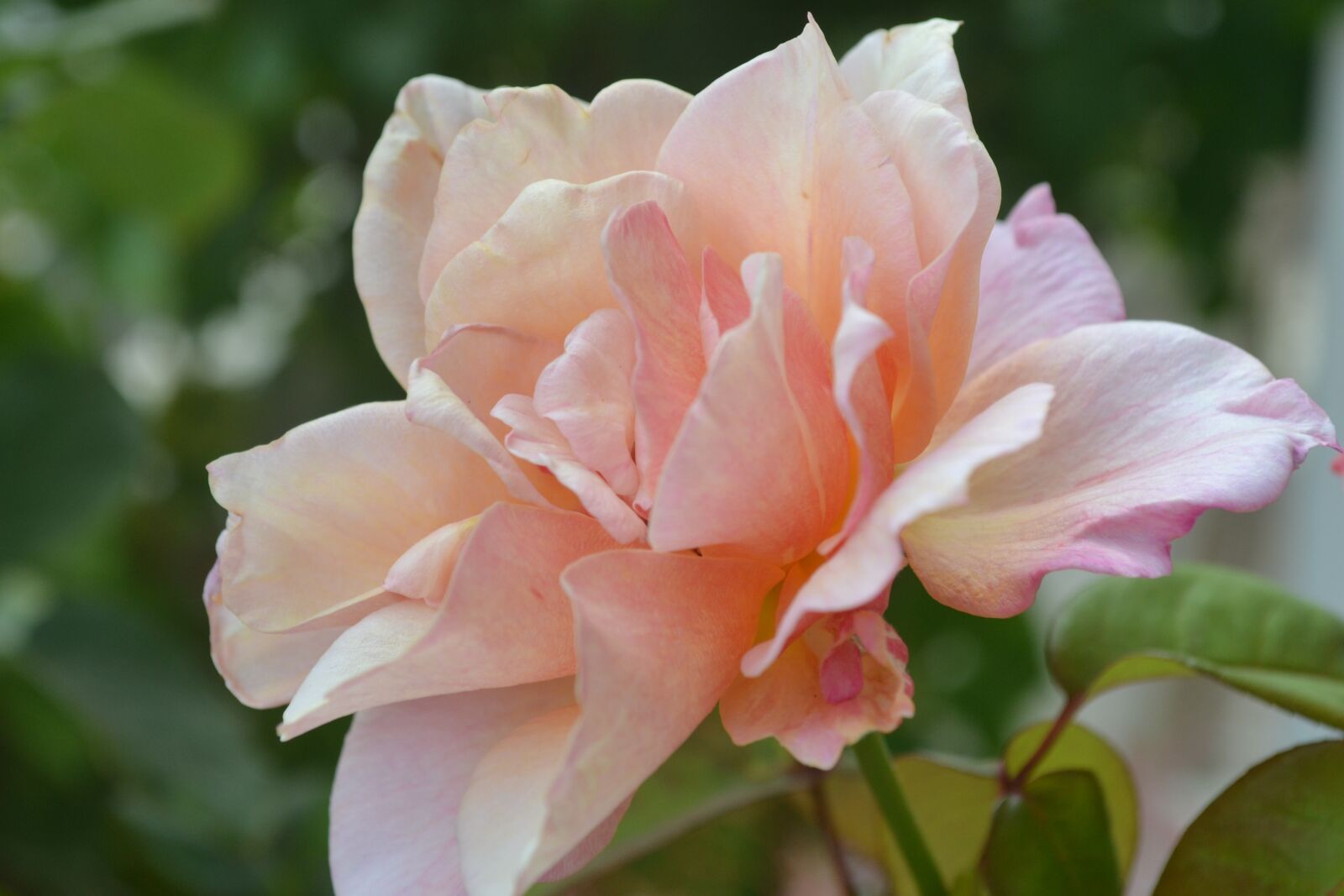 Nikon D3100 sample photo. Flowers, nature, plants photography