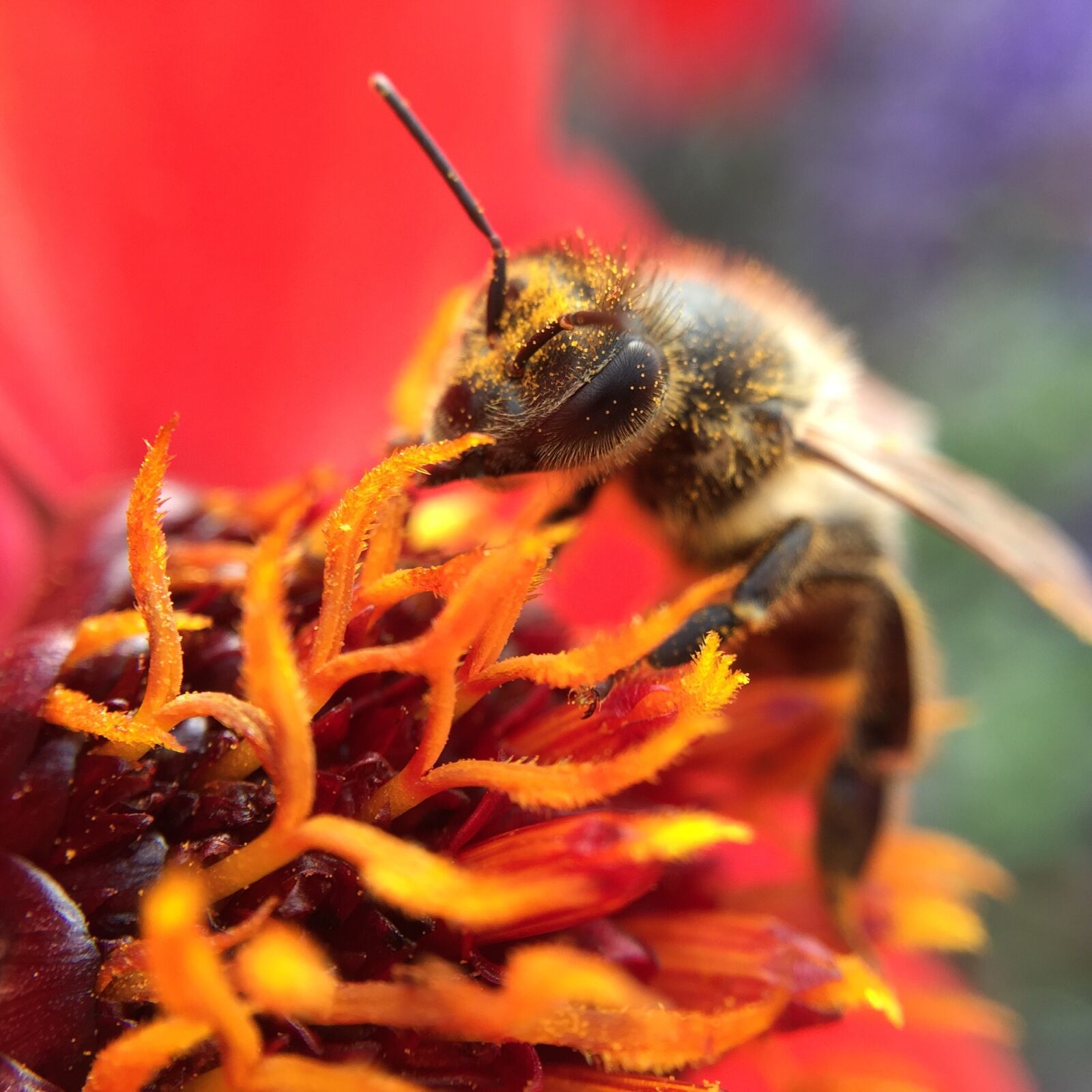iPhone 6 Plus back camera 4.15mm f/2.2 sample photo. Red, bee, work photography
