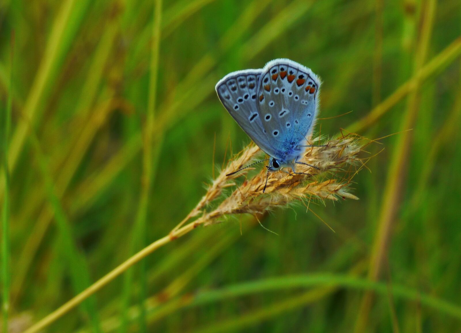 Panasonic DMC-FZ72 sample photo. Butterflies, green, nature photography