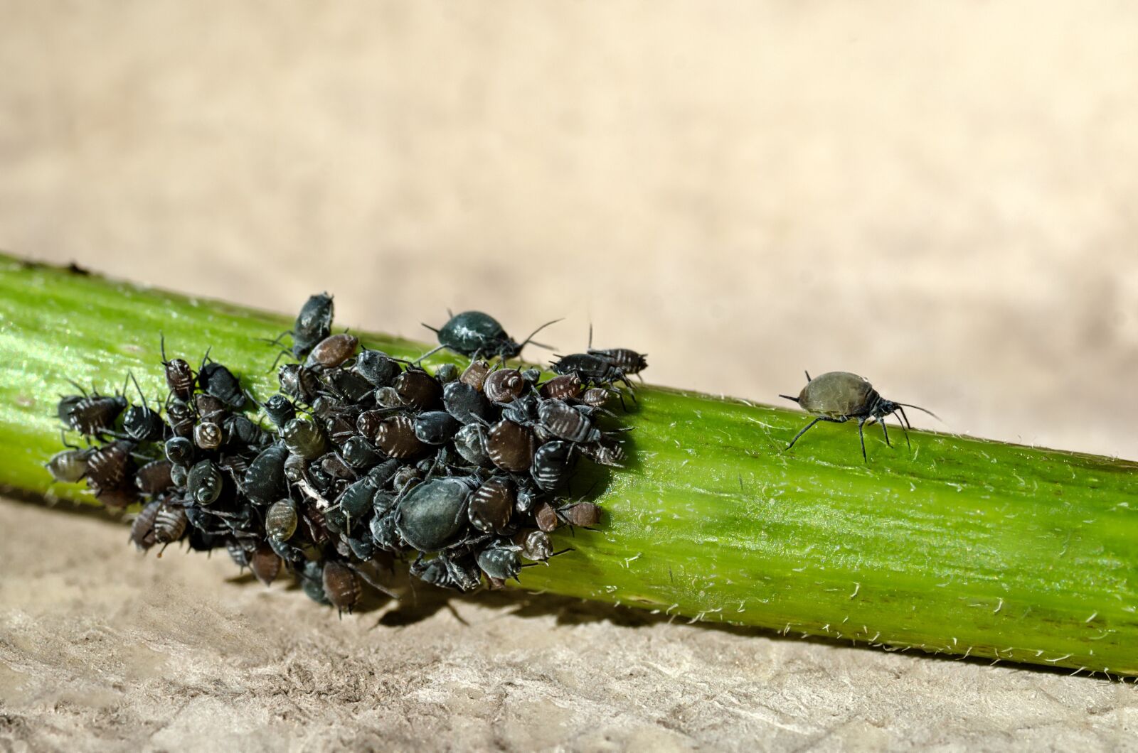 Nikon D7000 sample photo. Aphids, pests, insects photography