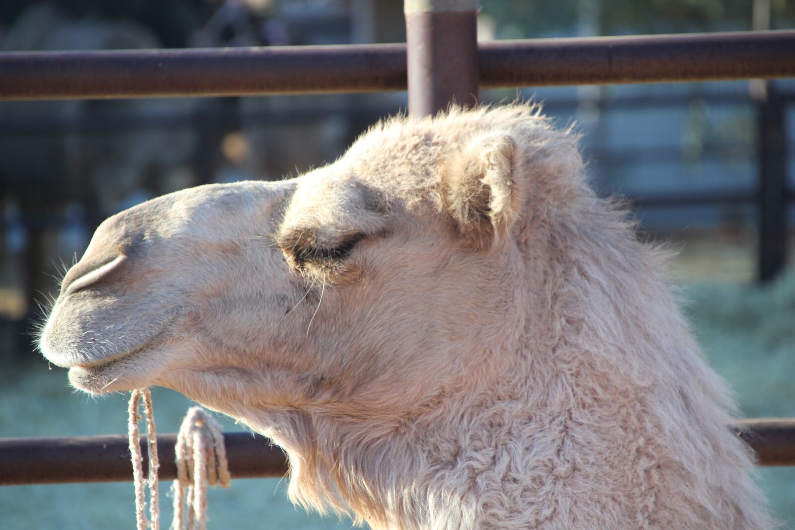 Canon EOS 60D sample photo. Camel, cloesup, face photography