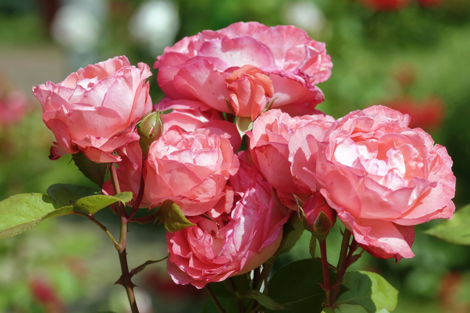 Nikon D5300 sample photo. Flowers, roses, pink photography