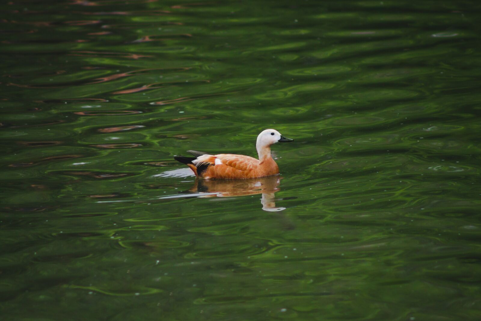 Canon EF75-300mm f/4-5.6 sample photo. Pato, animal, mirada photography