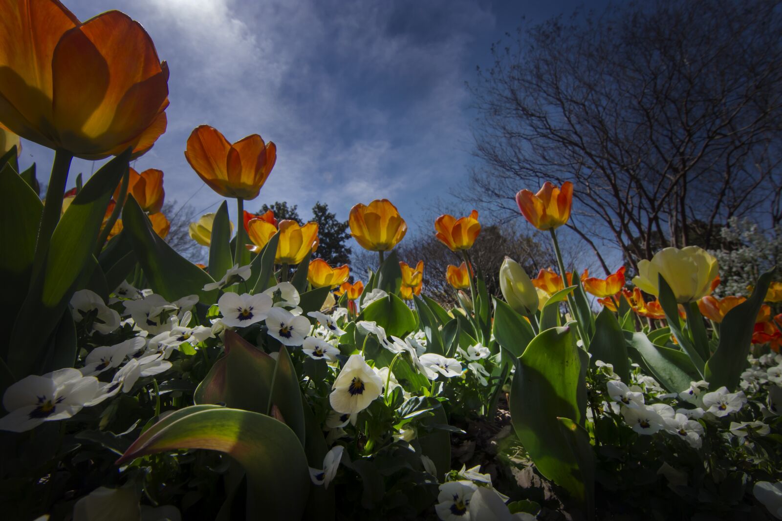 Nikon D7200 sample photo. Tulips, flower, bloom photography