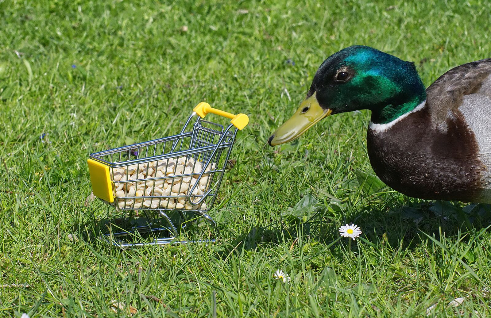 Nikon D7200 sample photo. Mallard, shopping cart, peanuts photography