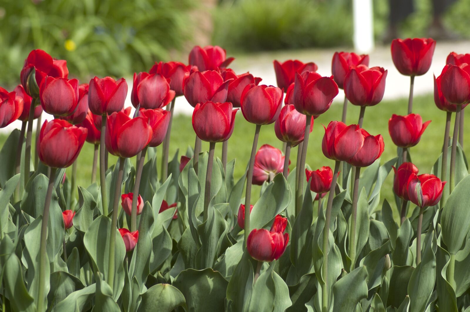 Nikon D70 sample photo. Tulip, flower, red photography