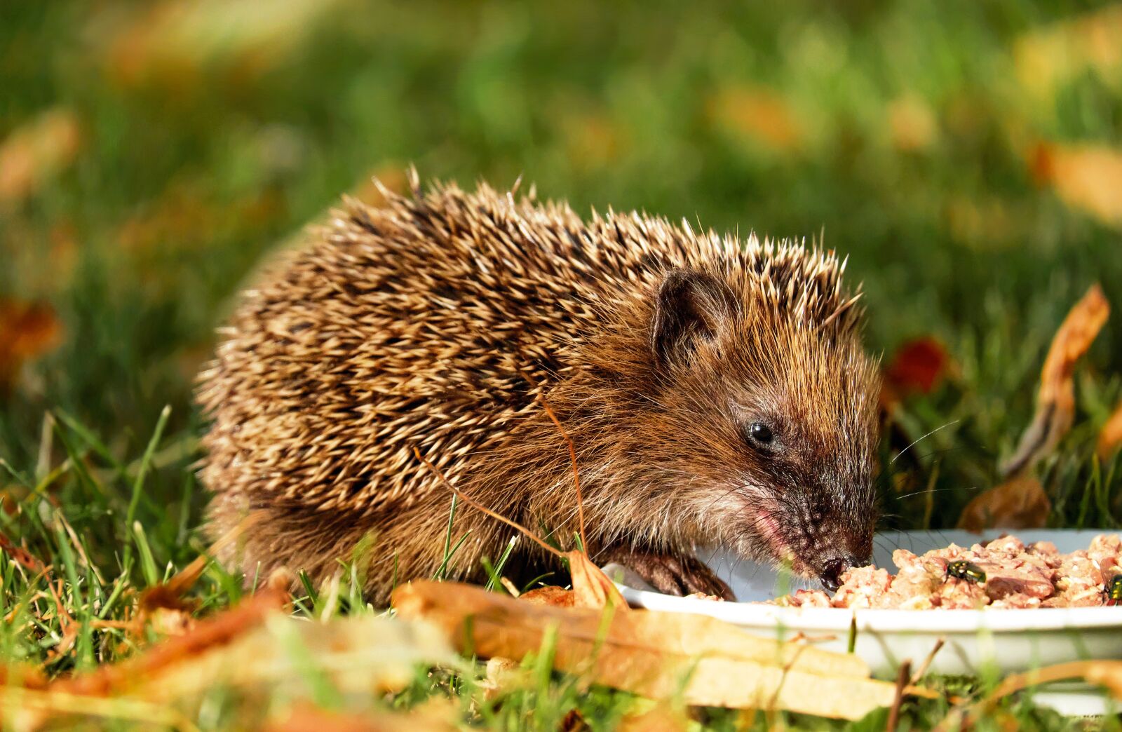 Fujifilm X-T10 + Fujifilm XC 50-230mm F4.5-6.7 OIS sample photo. Hedgehog, animal, hannah photography