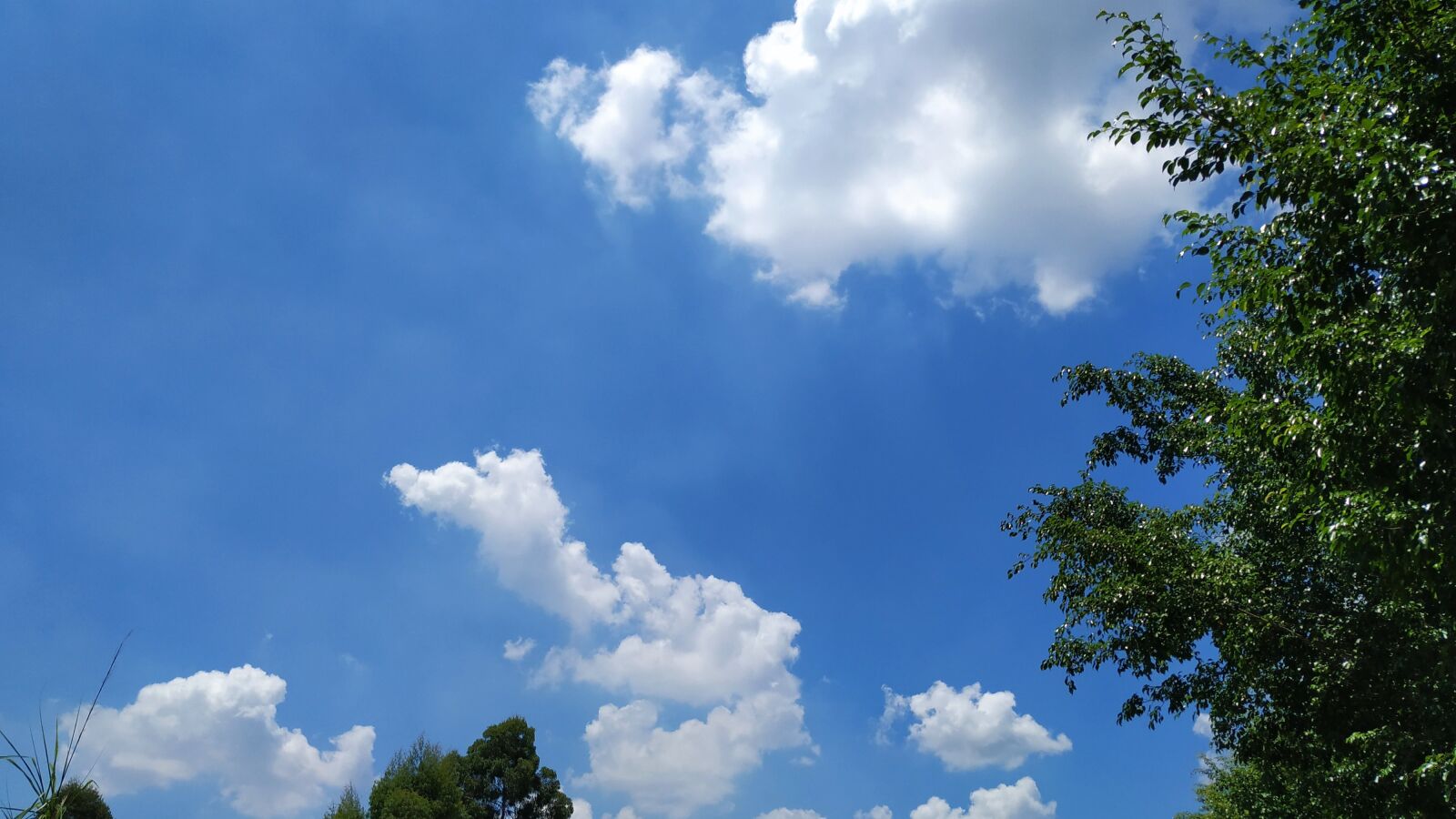 Xiaomi MI 6X sample photo. Cloud, sky, tree photography