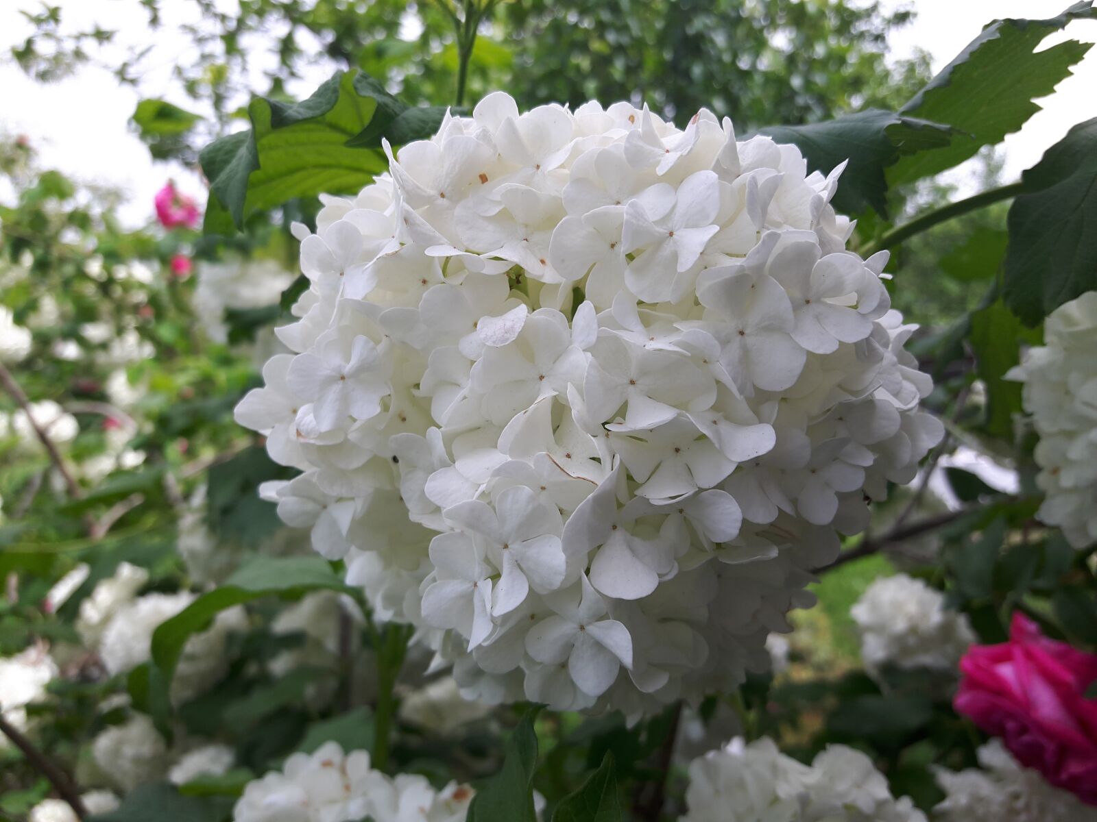 Samsung Galaxy A8 sample photo. Snowball, white, flower photography
