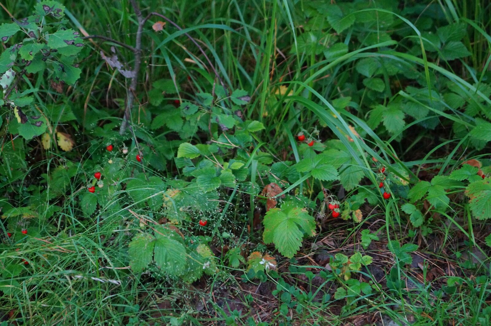 Sony SLT-A57 sample photo. Forest, grass, berry photography