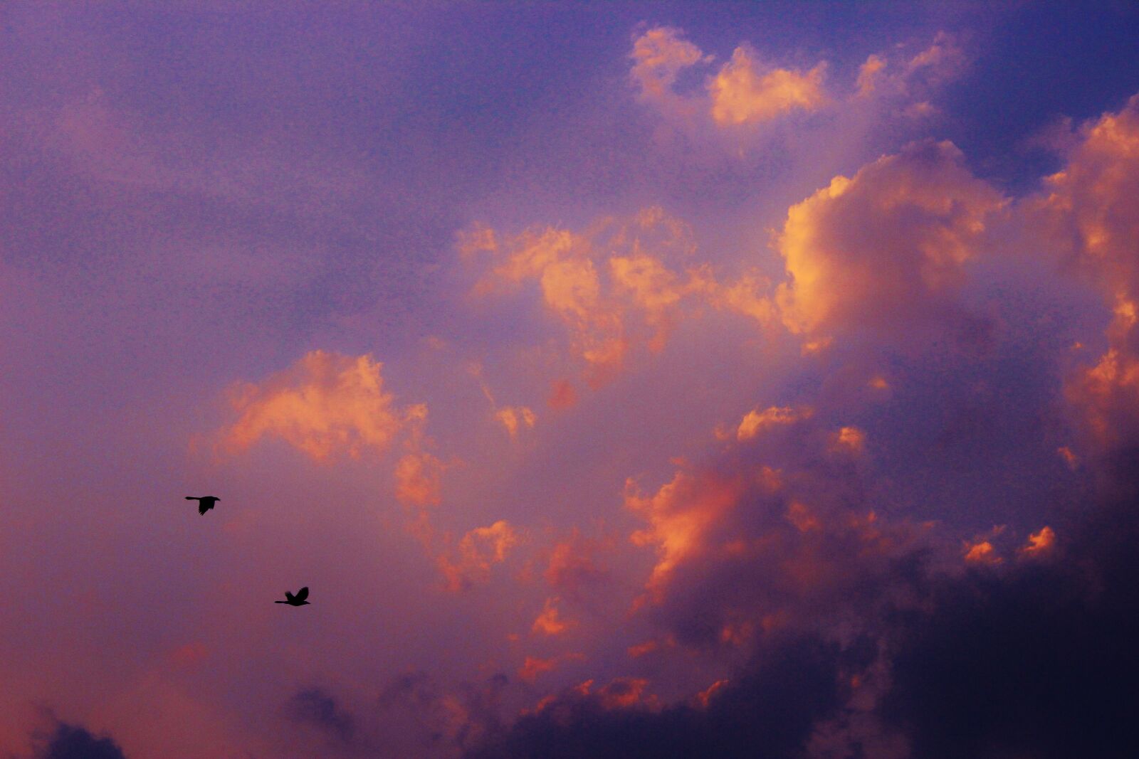 Canon EOS 600D (Rebel EOS T3i / EOS Kiss X5) sample photo. Birds, nature, sky, sunset photography