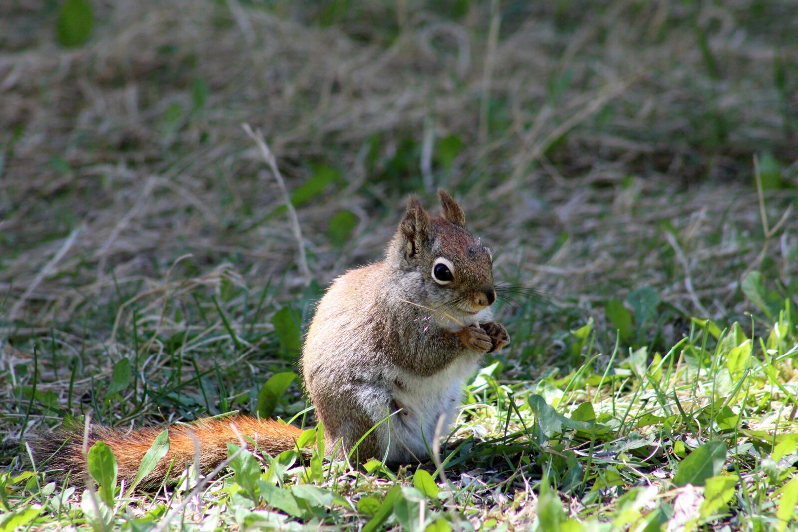 Canon EOS 1200D (EOS Rebel T5 / EOS Kiss X70 / EOS Hi) + Canon EF75-300mm f/4-5.6 sample photo. Squirrel, eating, sitting photography