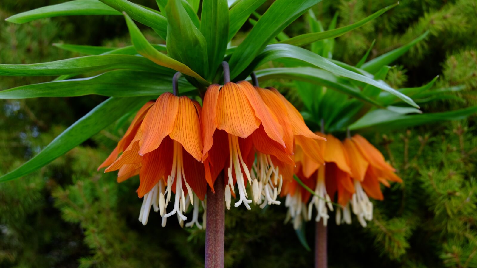 Fujifilm XC 16-50mm F3.5-5.6 OIS II sample photo. Nature, flower, garden photography