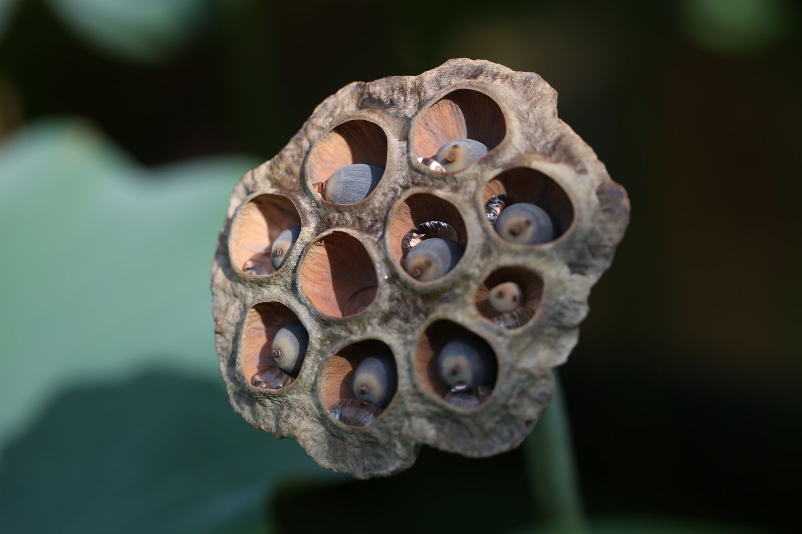 Canon EF 100mm F2.8L Macro IS USM sample photo. Lotus, flowers, seeds photography