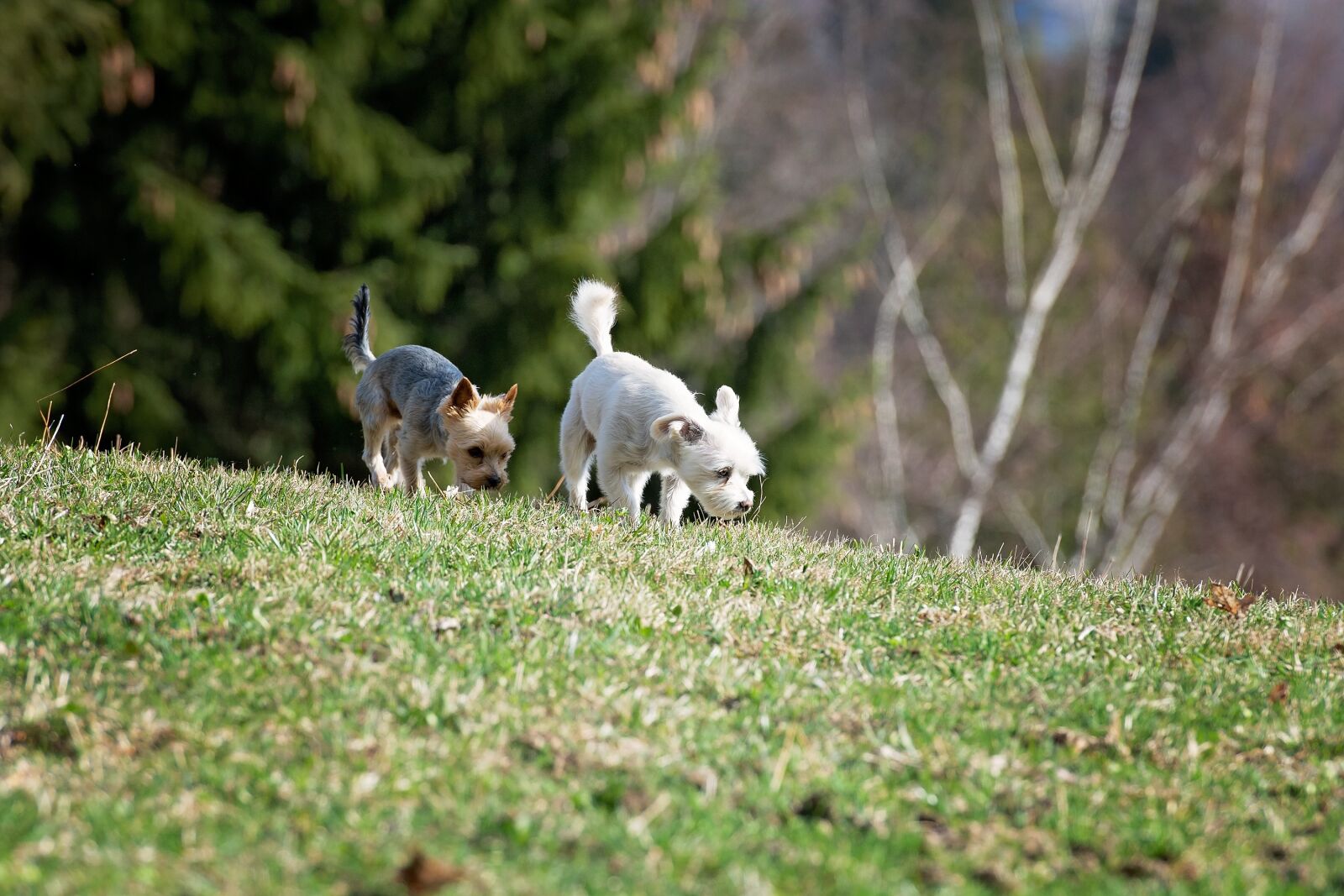 Nikon D7100 sample photo. Dogs, out, meadow photography