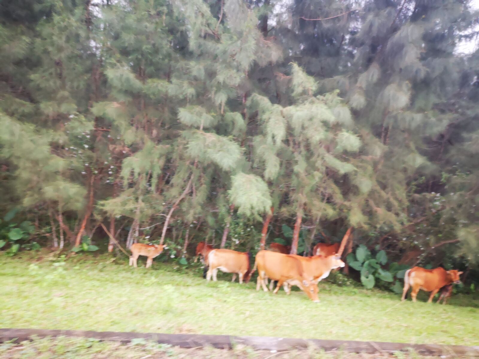 HUAWEI P20 sample photo. Tree, deer, ground photography