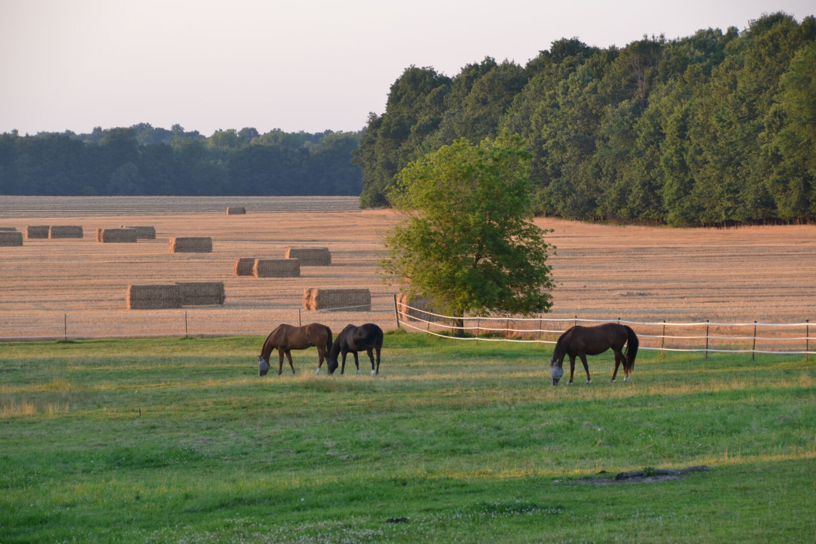 Nikon D3100 sample photo. Pastoral, horses, hay photography