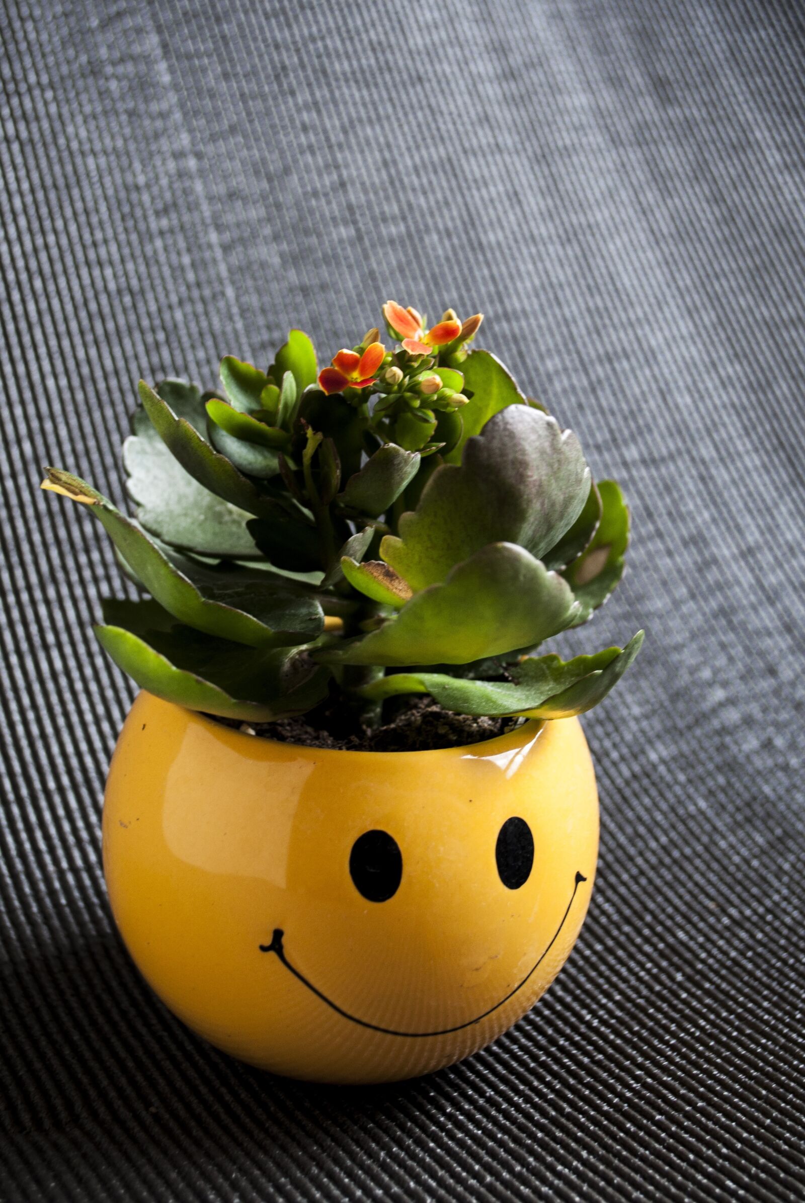 Nikon D90 sample photo. Flower, smiley, happy photography
