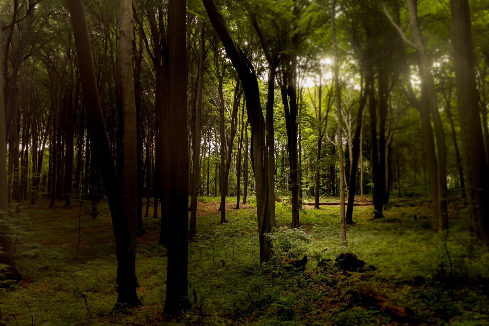 Canon EOS 6D sample photo. Forest, nature, green photography