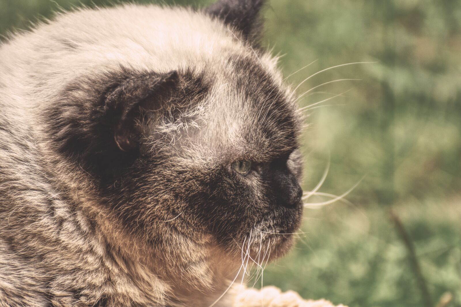Nikon D7200 sample photo. British shorthair, cat, cute photography