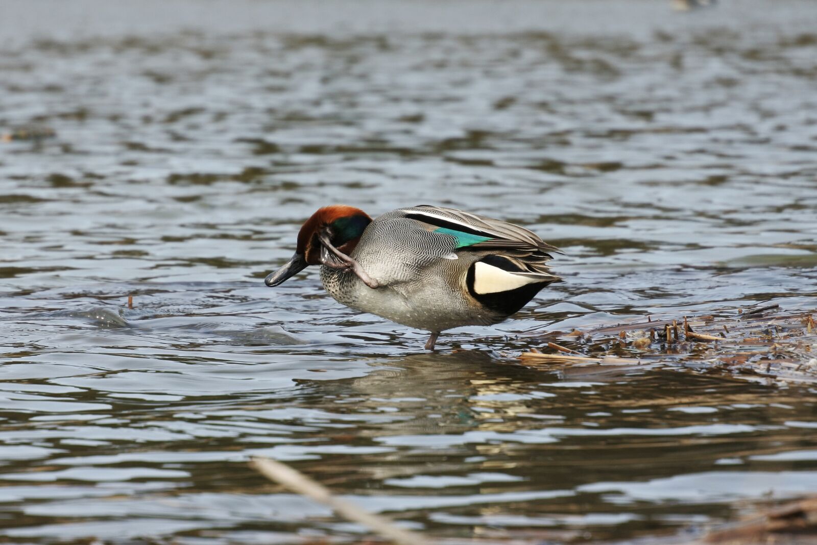 Nikon 1 Nikkor VR 30-110mm F3.8-5.6 sample photo. Animal, duck, teal photography