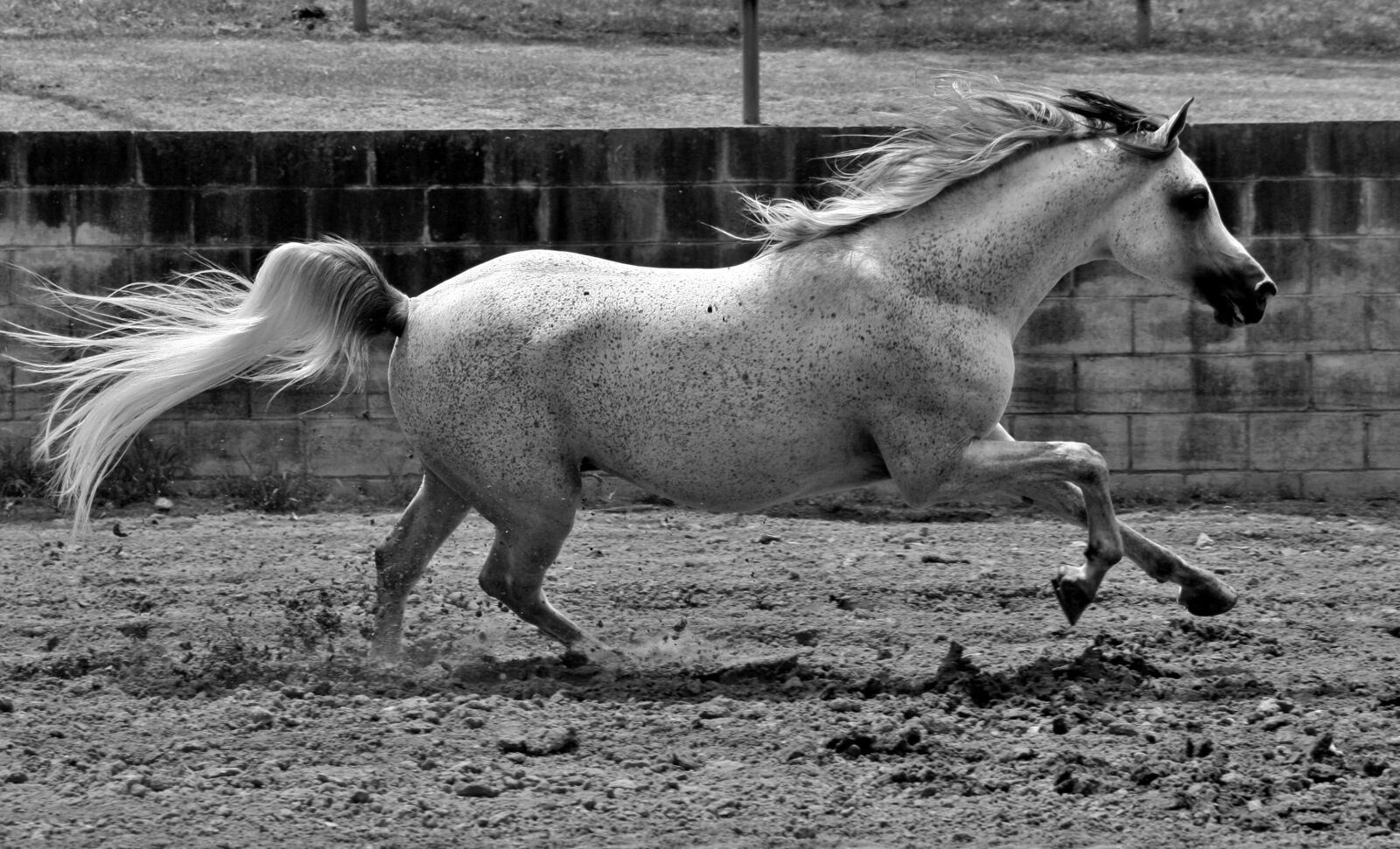Canon EOS 40D sample photo. Horse, equine, horses photography