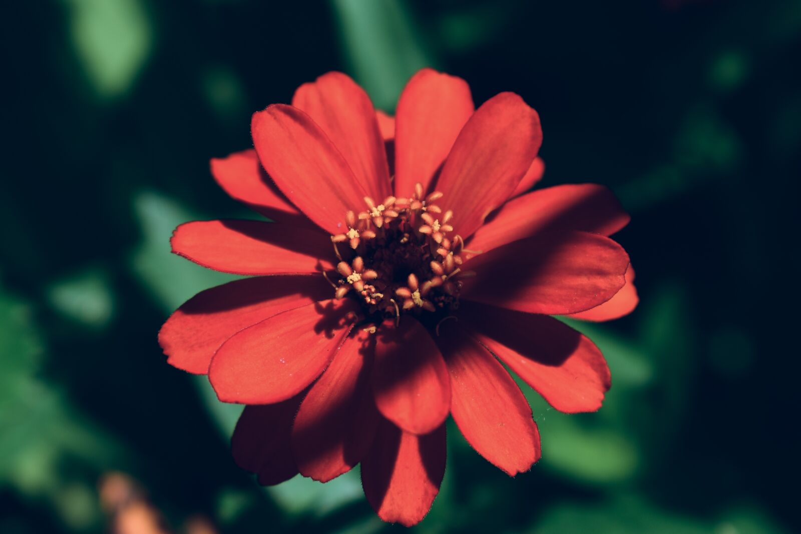 Nikon D5600 sample photo. Red flower, bloom, petals photography
