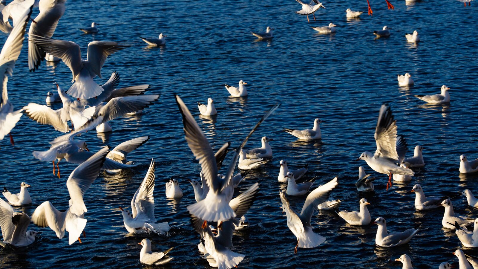 Sony DT 18-135mm F3.5-5.6 SAM sample photo. Birds, flight, wild photography