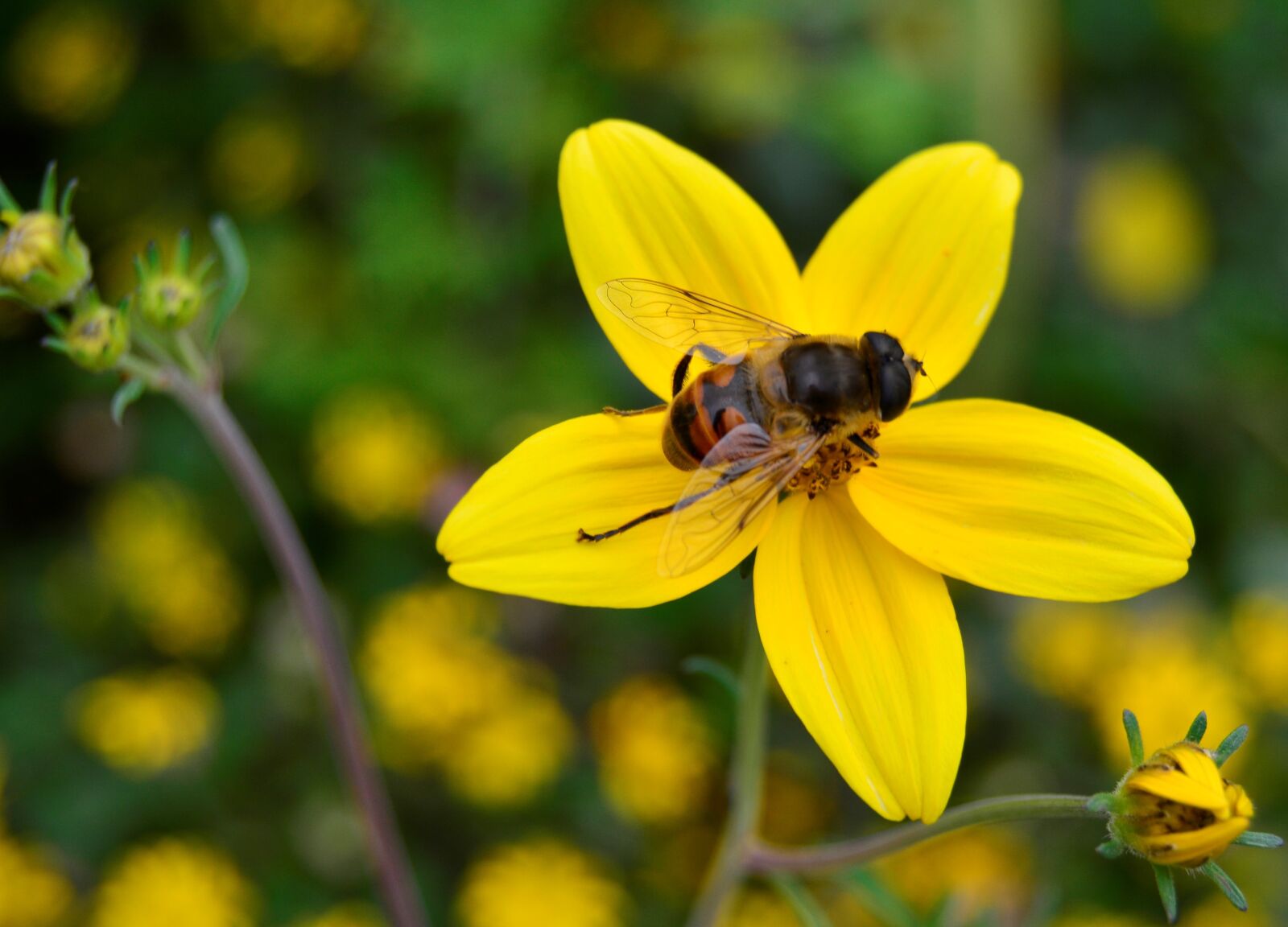Nikon D5200 sample photo. Pollination, wasp, flower photography