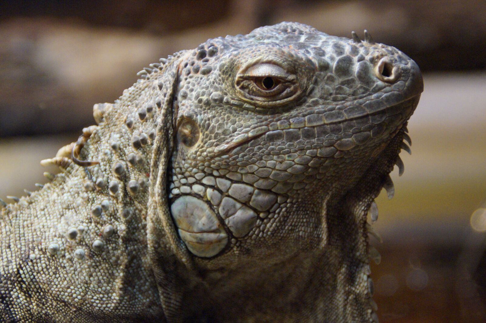 Sony SLT-A58 sample photo. Iguana, dragon, close up photography