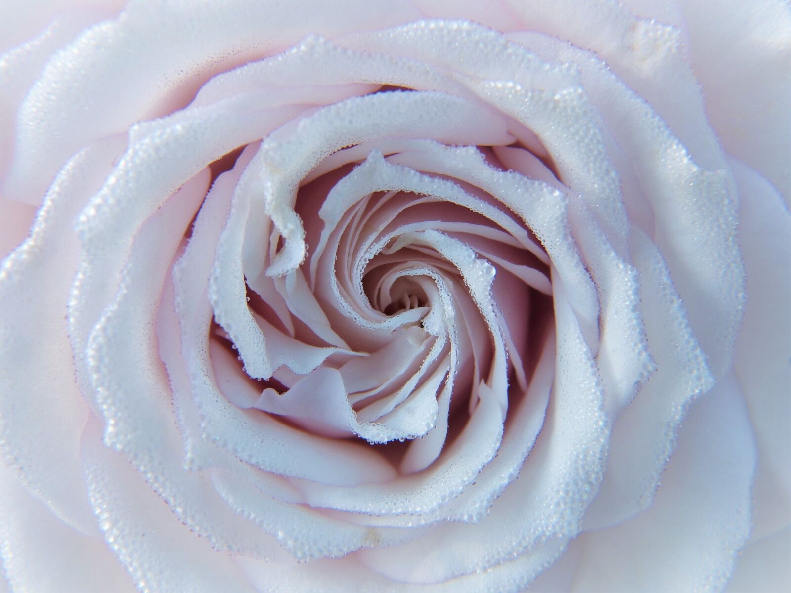 Panasonic Lumix DMC-FZ150 sample photo. Rose, white, pink photography